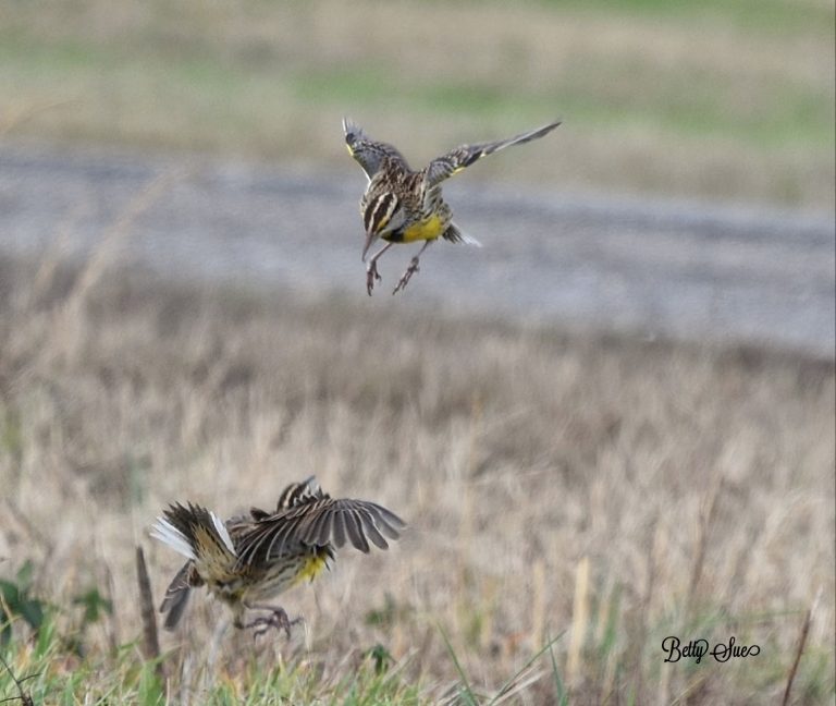 Alouettes des champs dans un champ
