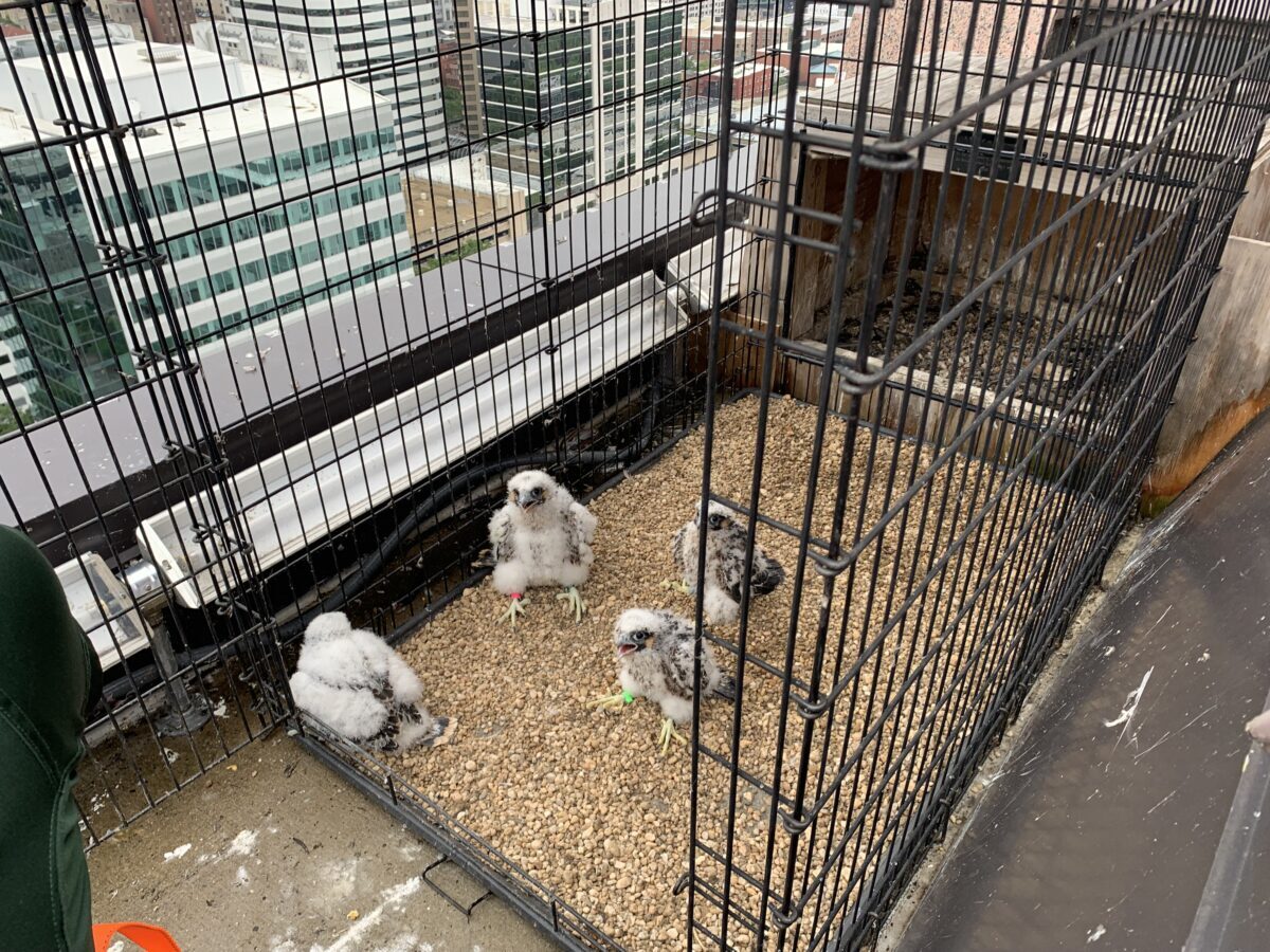 Les poussins juste après avoir été ramenés au nid