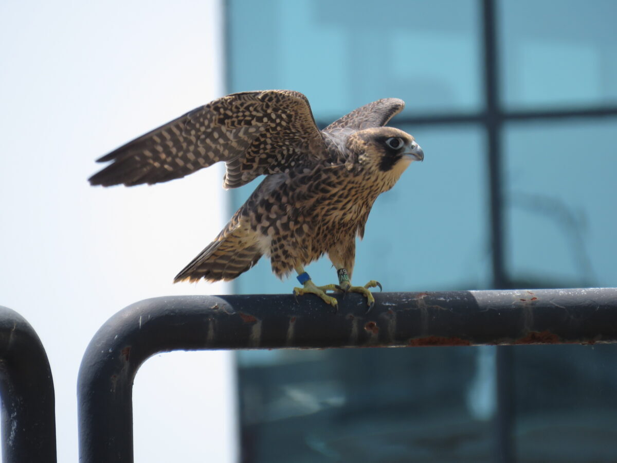 Bleu perché sur une balustrade du patio du 14e étage.