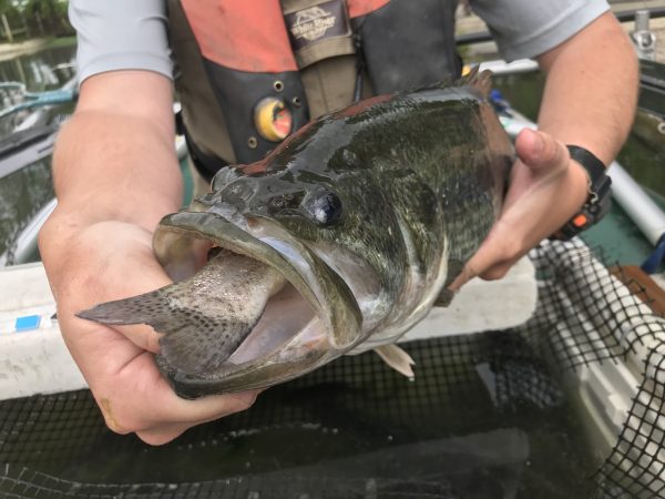 Un achigan à grande bouche se régalant d'une des truites ensemencées du DWR.