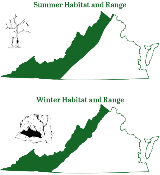 La chauve-souris de l'Indiana se trouve dans les régions montagneuses de la Virginie