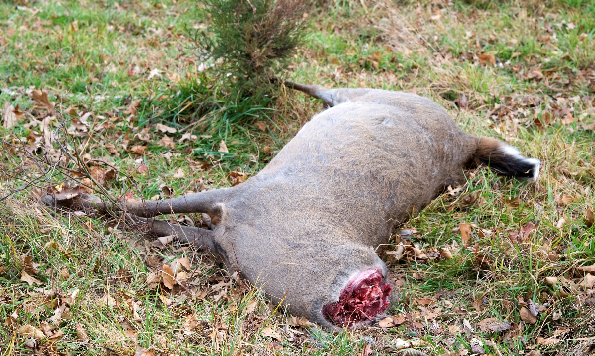Image d'un cerf à queue blanche... sans la tête ; le braconnier n'avait voulu que la tête et avait donc laissé le reste du corps.
