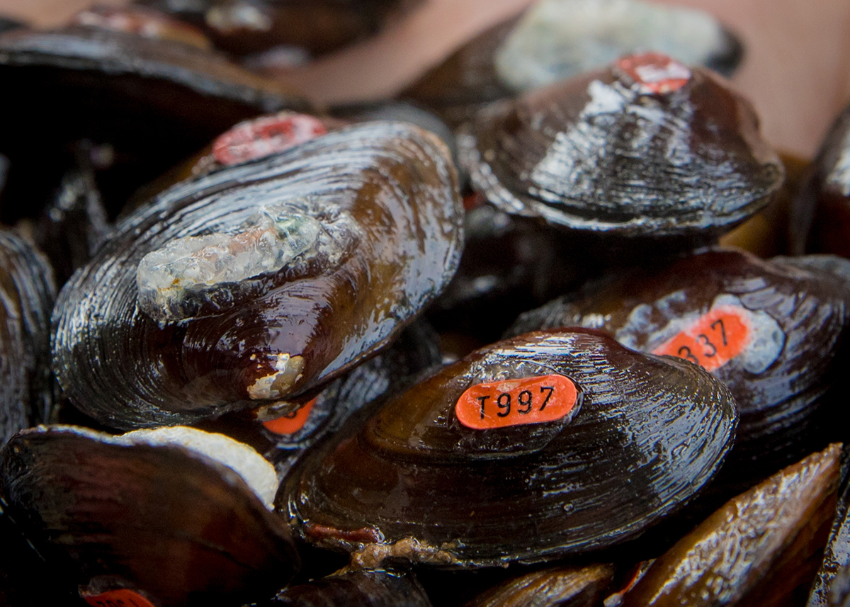 Gros plan sur les moules marquées d'un numéro orange en vue de leur remise en liberté.