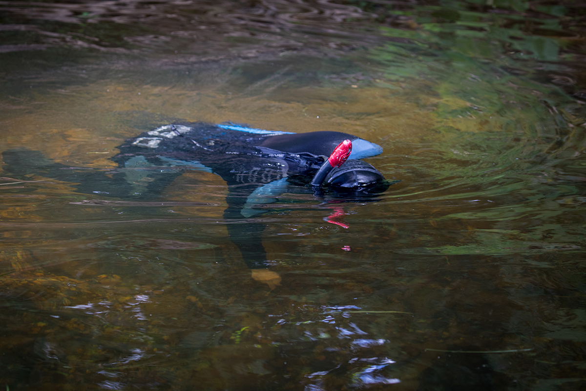 Une image de l'un des employés du DWR ramassant des moules au fond de la rivière.
