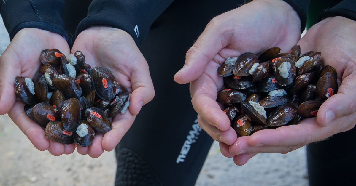 Image de deux personnes tenant des poignées de moules marquées près d'une rivière.
