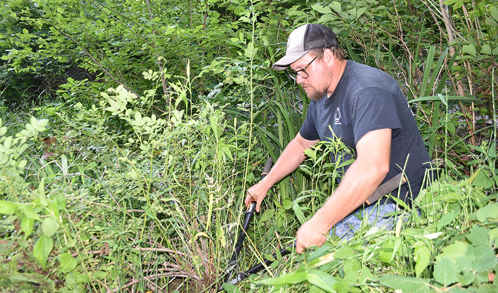 Image d'un homme en train d'enlever une rose multiflore d'un jardin