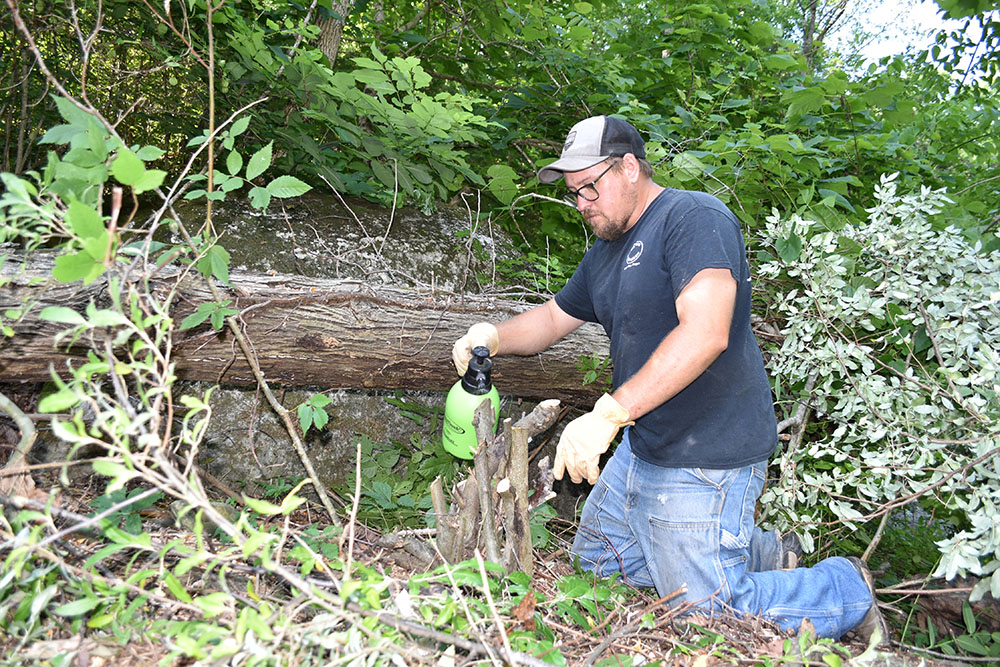 Un homme applique un produit chimique à partir d'un flacon pulvérisateur vert sur des noyaux d'olives d'automne qui viennent d'être coupés.