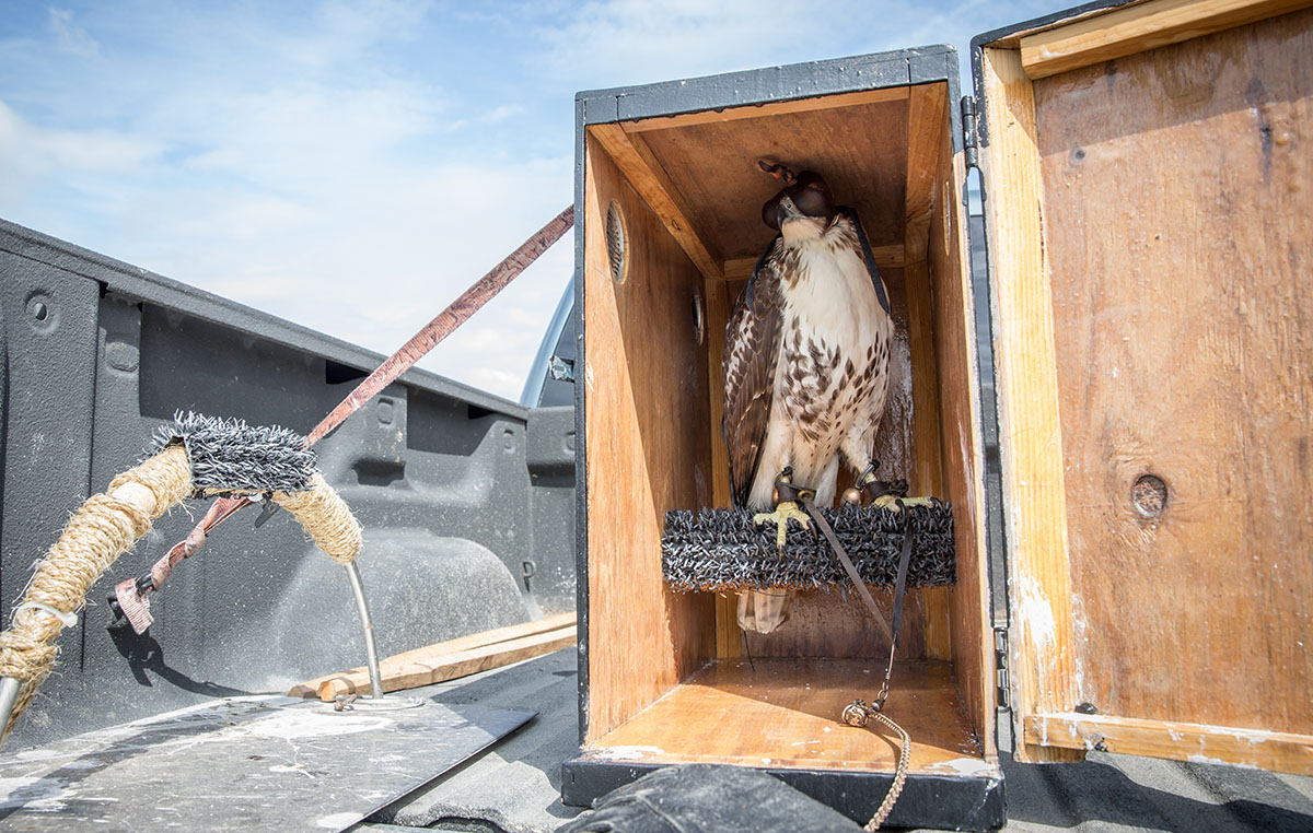 Les oiseaux sont transportés dans des boîtes compactes et fermées appelées hottes géantes.