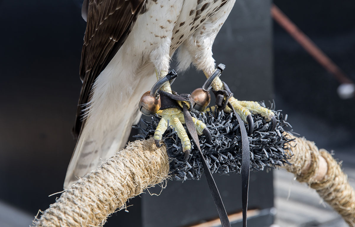 Un oiseau porte des bracelets de cheville en cuir, appelés bewits, auxquels sont attachées des cloches. Les jesses sont attachées aux bracelets de cheville.