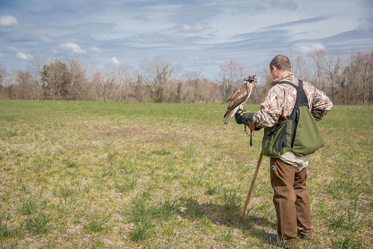 Le fauconnier s'apprête à retirer le capuchon de l'oiseau avant de le libérer pour la chasse.