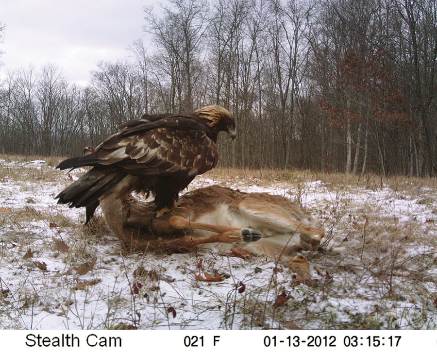 Image d'un aigle royal perché sur un cerf à queue blanche mort ; cette image a été prise par une caméra de surveillance.