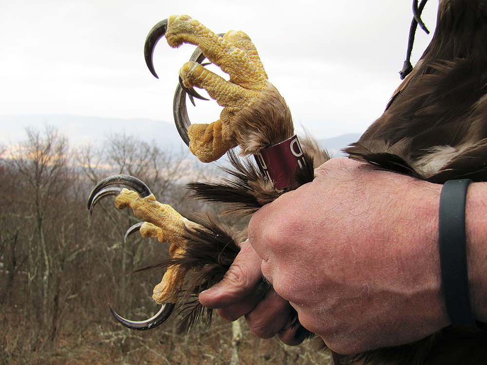 Image des serres d'un aigle royal tenues de manière à ce que vous puissiez voir les serres de 2 à 3 pouces de long sur leurs pattes.