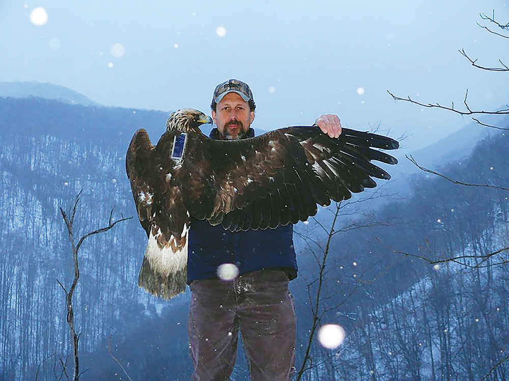 Image d'un biologiste du DWR tenant un aigle royal au sommet d'une montagne enneigée de manière à montrer son nouvel émetteur.