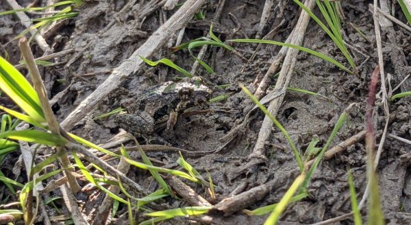 Image d'une grenouille grillon dans une flaque de boue