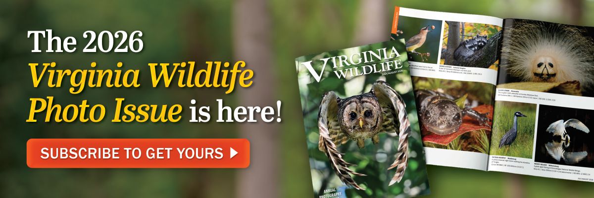 Le numéro photo de la faune de 2026 Virginia est arrivé ! Abonnez-vous pour recevoir le vôtre dès aujourd’hui. 