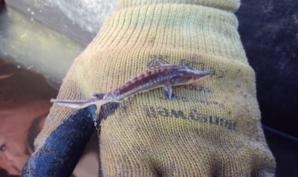 3 Un jeune et minuscule esturgeon brun, d'une taille d'environ 800 cm, sur le dos d'une main gantée de tissu.