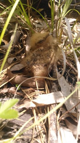 Une image d'un jeune engoulevent de l'Est