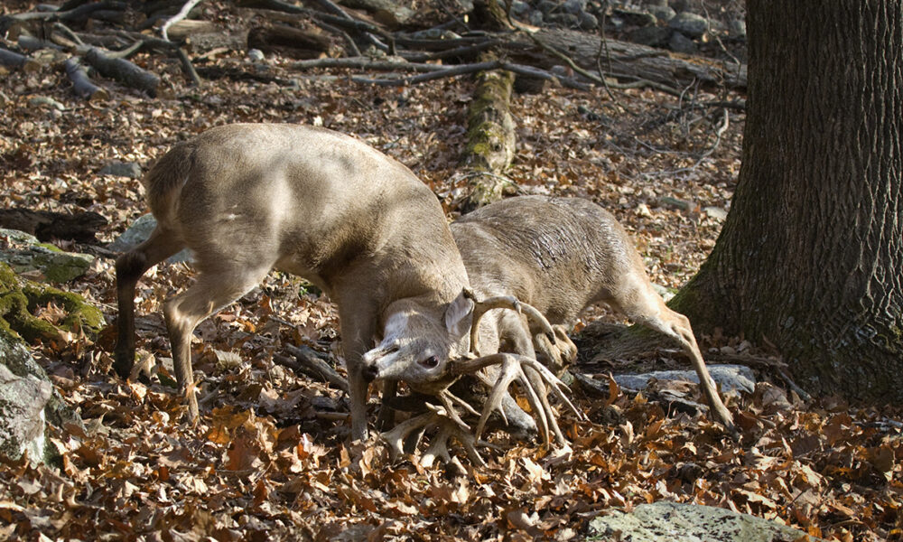 Image de deux mâles se battant dans une forêt de feuillus, afin d'établir leur domination pendant la saison de reproduction.