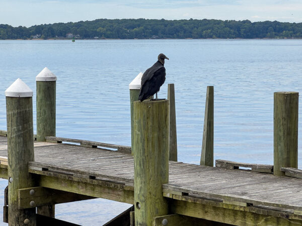 Les vautours fauves et les vautours noirs, que l'on voit ici, nettoient les restes de poissons sur le littoral et les jetées. Crédit photo : Lisa Mease