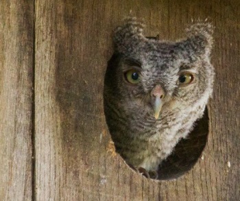 Image d'un jeune hibou grand-duc