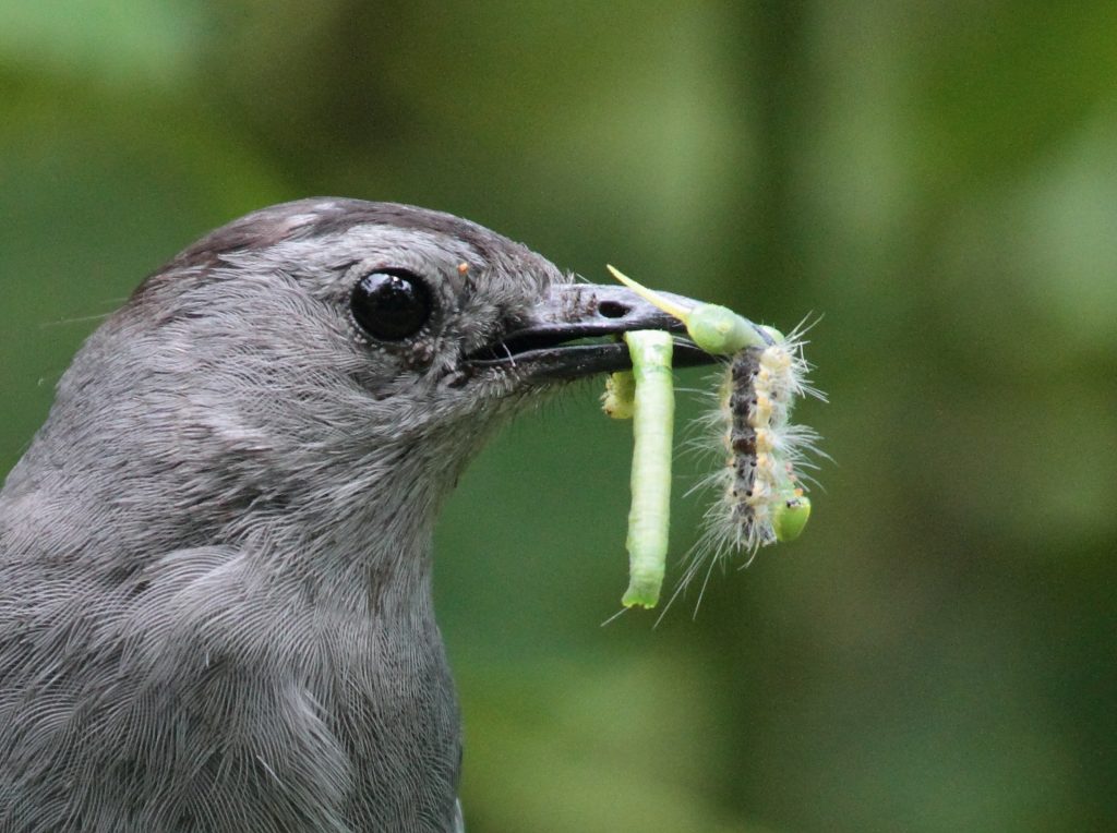 Image d'un oiseau-chat gris avec un bec rempli de chenilles.