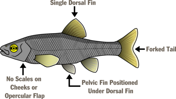 Illustration de l'anatomie d'une nageoire de poisson : nageoire dorsale unique sur le dessus, queue fourchue, absence d'écailles sur les joues ou le opercule, et nageoire pelvienne située sous la nageoire dorsale.