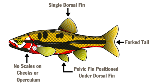 Nageoire dorsale unique, queue fourchue, nageoire pelvienne placée sous la nageoire dorsale, absence d'écailles sur les joues et l'opercule.