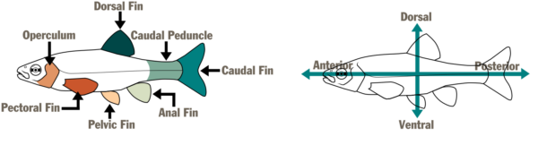 Schéma de deux poissons illustrés. La première, à gauche, nomme les parties du poisson (opercule, nageoire dorsale, nageoire adipeuse, nageoire caudale, pédoncule caudal, nageoire anale, nageoire pelvienne et nageoire pectorale). La seconde, à droite, comporte une flèche horizontale et une flèche verticale désignant les zones du poisson (antérieure, dorsale, postérieure et ventrale).