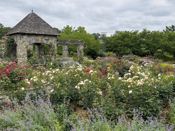 La roseraie Cochrane est lumineuse et belle même par temps nuageux. On y trouve facilement des abeilles et des papillons. Crédit photo : Lisa Mease