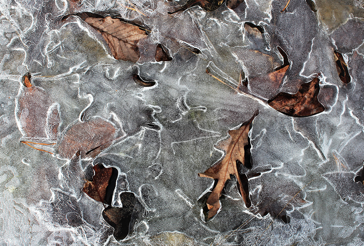 Une image magnifique de feuilles gelées dans la glace