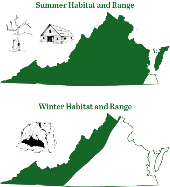 La petite chauve-souris brune est présente dans toute la Virginie en été ; pendant l'hiver, elle migre vers l'intérieur des terres, dans les chaînes de montagnes de l'ouest de la Virginie.