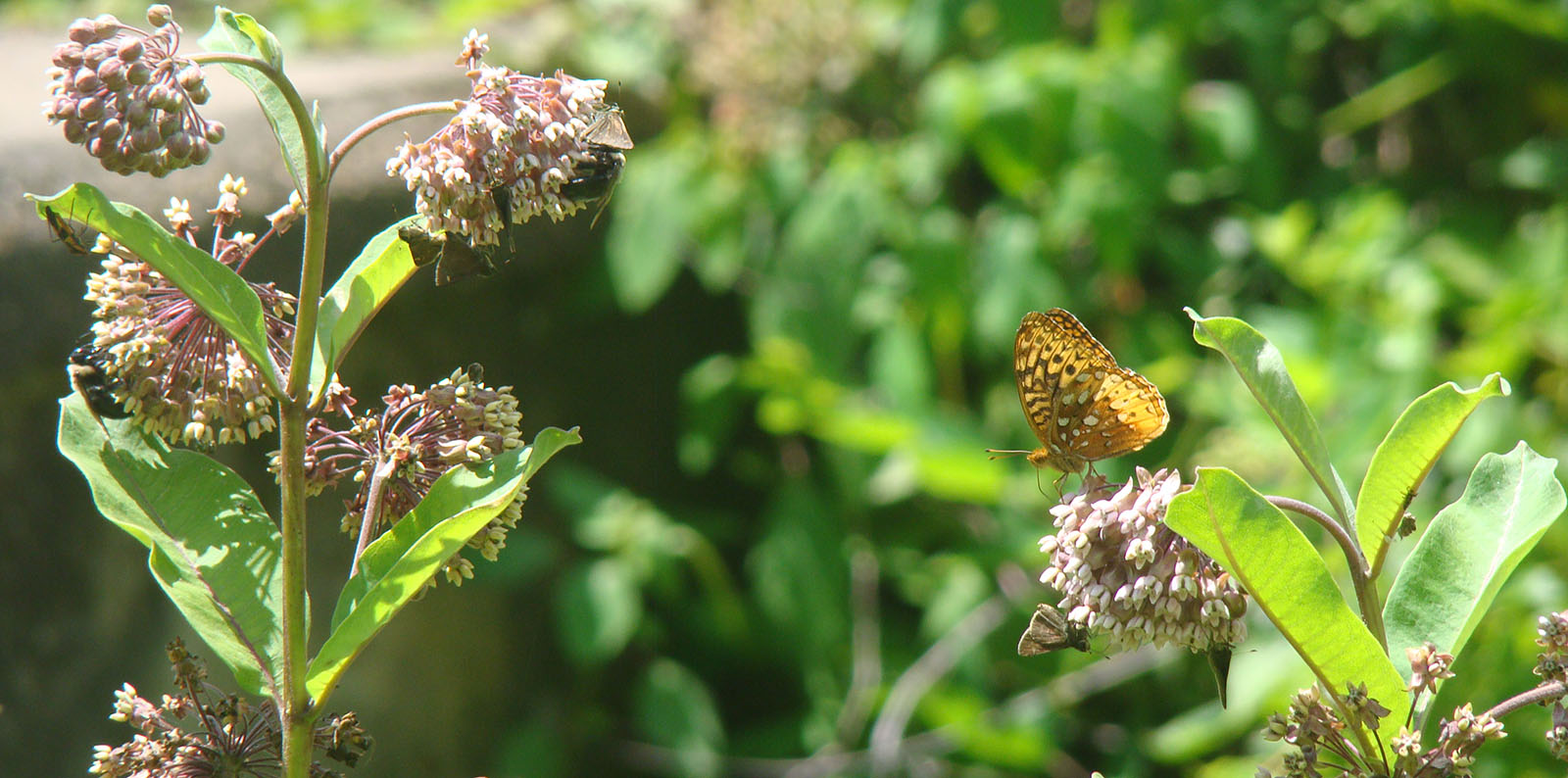 Photo d'un grand papillon jaune sur une fleur, avec, à côté, de nombreux petits papillons bruns sur des fleurs.