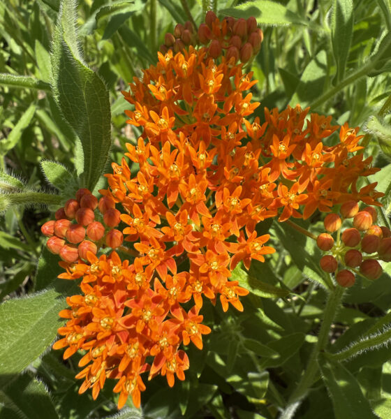 Photo d'une plante en fleurs avec de nombreuses petites fleurs orange.