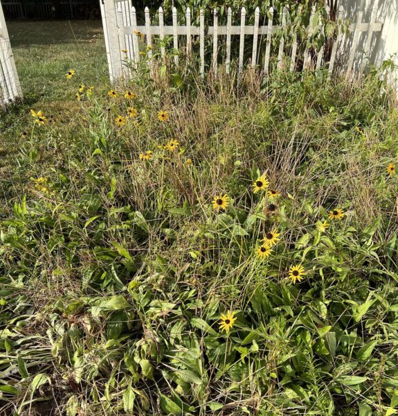 Photo d'un jardin où fleurissent quelques Susans aux yeux noirs.