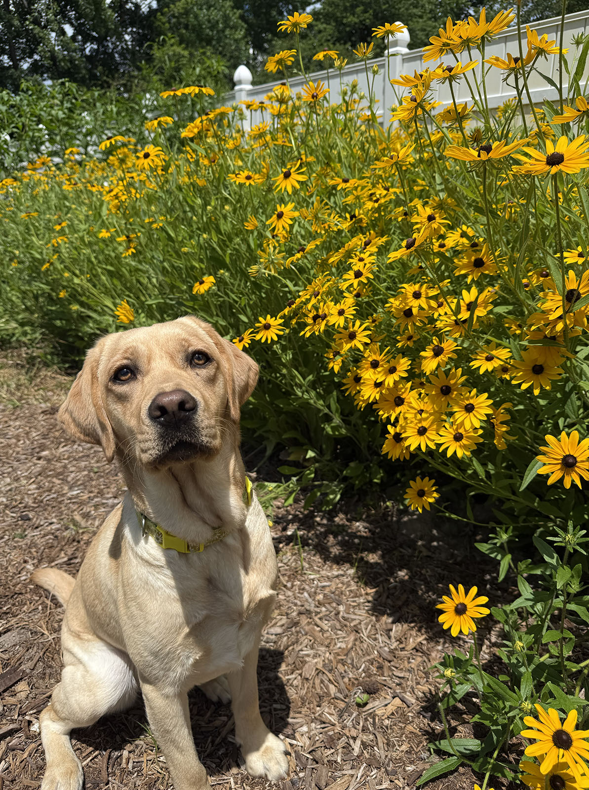 Photo d'un chien assis devant un grand étalage de Susans aux yeux noirs.