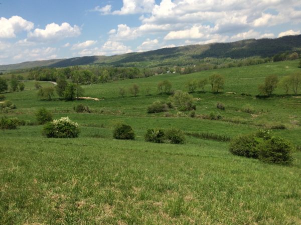 Image d'une prairie, territoire idéal pour la pie-grièche écorcheur.