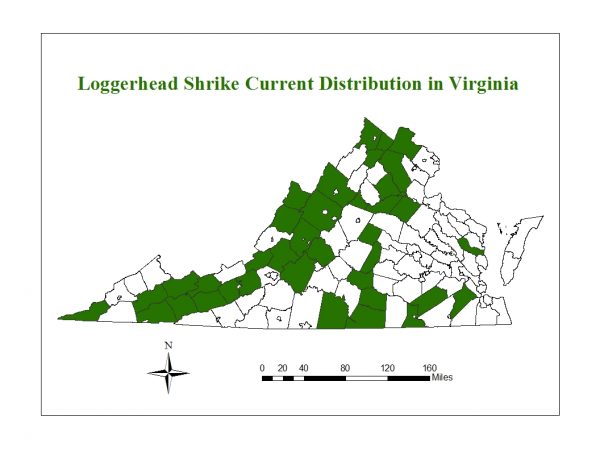 La pie-grièche écorcheur est une espèce menacée dont les populations sont dispersées dans toute la Virginie