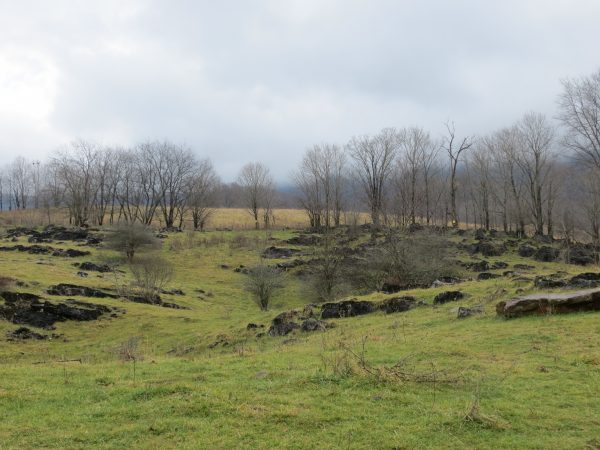 Image d'une autre prairie avec des arbres clairsemés ; c'est aussi un territoire idéal pour la pie-grièche écorcheur.