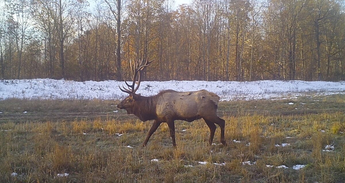Un taureau solitaire repéré par la caméra.
