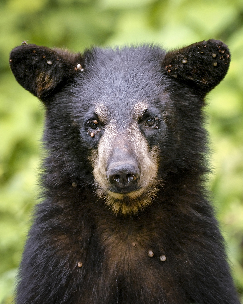 Un ours noir avec une multitude de tiques près des oreilles, de la poitrine et des yeux.