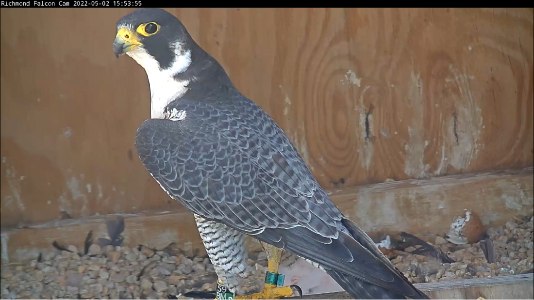 Une image du mâle qui vient moins souvent mais qui participe aussi à l'élevage des poussins.