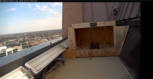 La femelle faucon pèlerin entretient le grattage