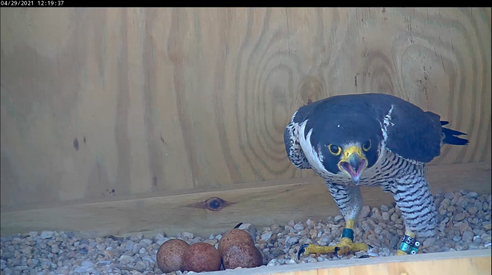 Faucon mâle vocalisant à la femelle qui se trouve à proximité.