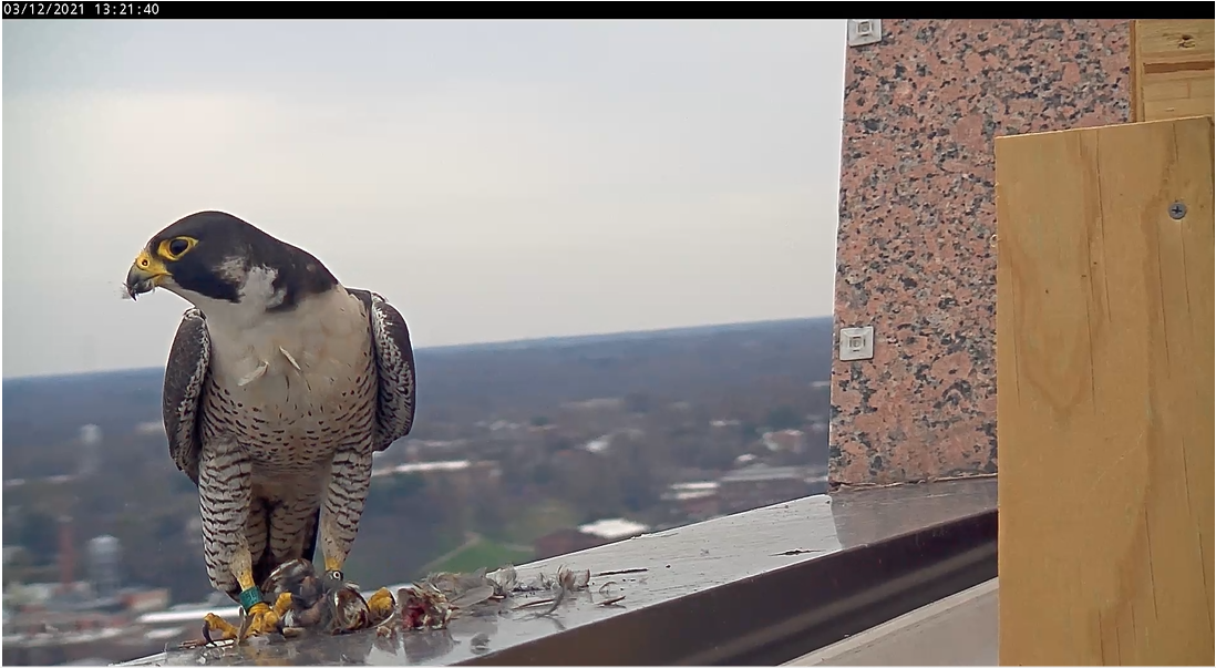 Faucon mâle se nourrissant d'un moineau chanteur récemment tué