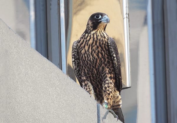 Femelle faucon pèlerin juvénile marchant le long de la balustrade d'une tour à un bloc à l'est du bâtiment Riverfront Plaza (emplacement du nichoir). Photo de Jessica Ruthenberg.