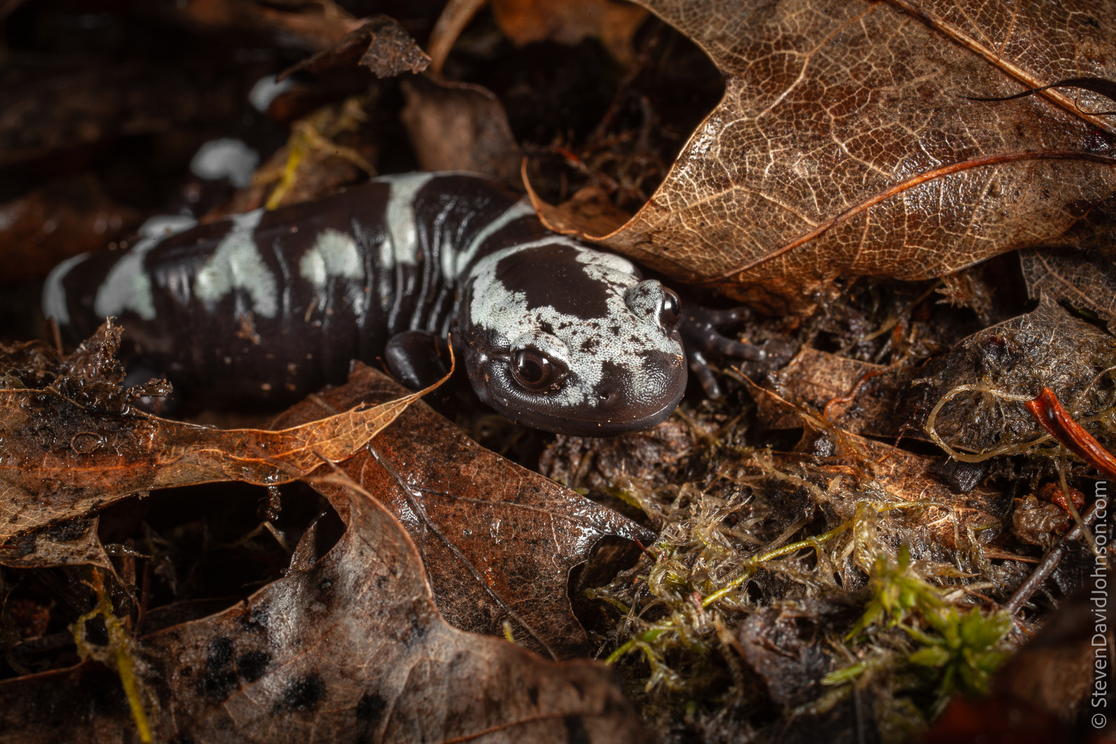 Photo d'une salamandre marbrée adulte parmi les feuilles.