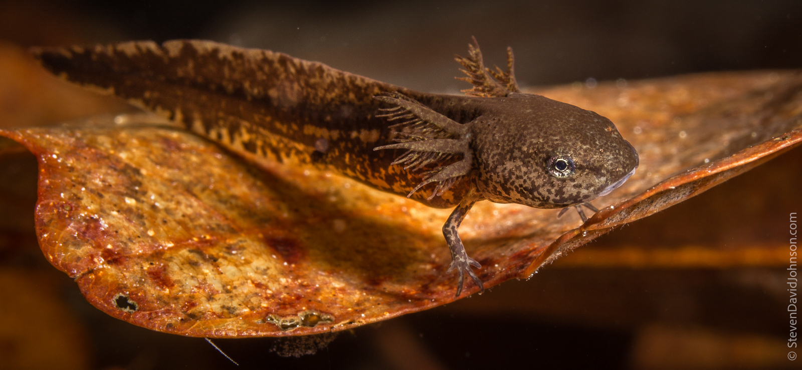 Photo d'une larve de salamandre marbrée avec seulement deux pattes et une queue et des nageoires étendues, flottant dans l'eau sur une feuille.