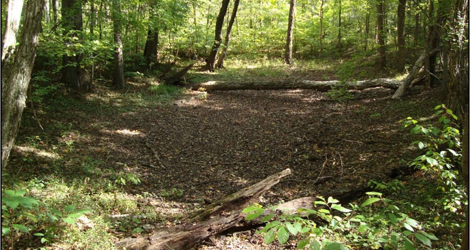 Une photo d'une dépression sèche dans le sol dans les bois.