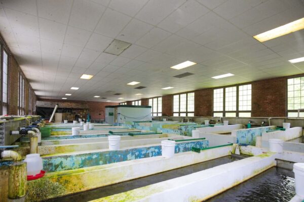 Rampes d'élevage en béton à l'intérieur.