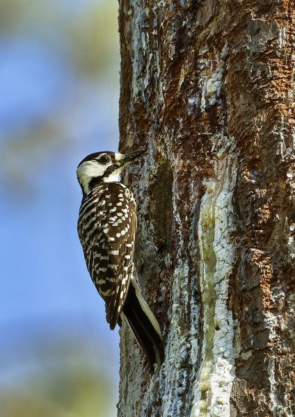 Les brûlages dirigés ont contribué à créer l'habitat nécessaire au pic à tête rouge, une espèce menacée au niveau fédéral.